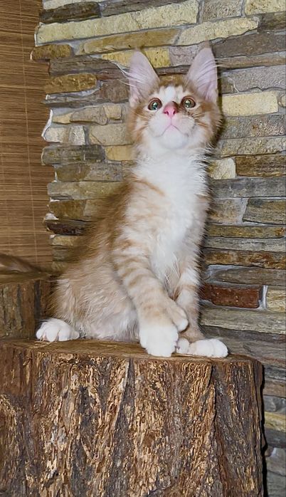 Сонячний хлопчик мейн-кун полідакт