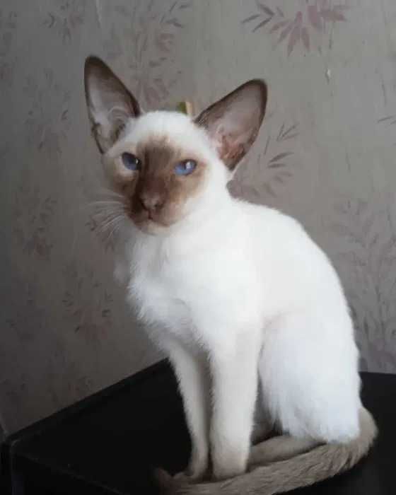 Сіамо - орієнтальний котик Jobs