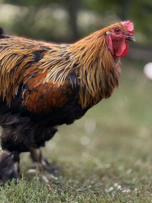 Продам півня Брама