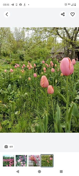 Рожеві перламутрові тюльпани Дарвін