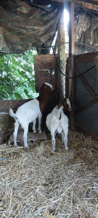 Casal Boer puros