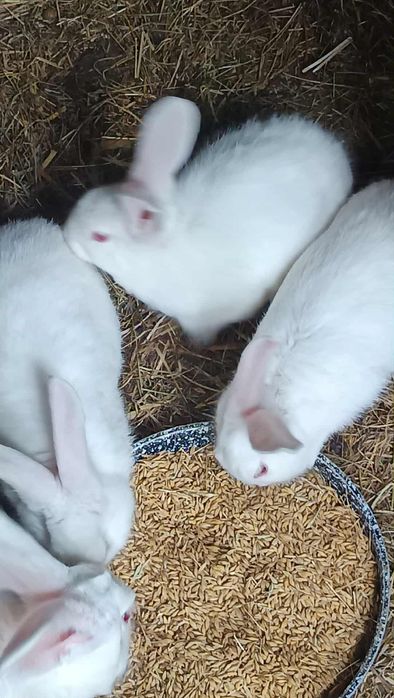 Króliki Termandzkie