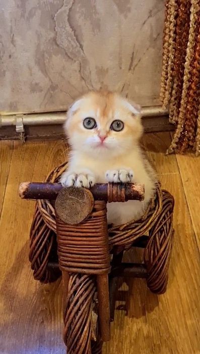 Очень яркая и красивая малышка