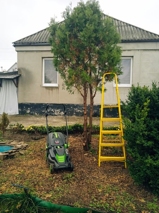 Туя брабант на штамбе