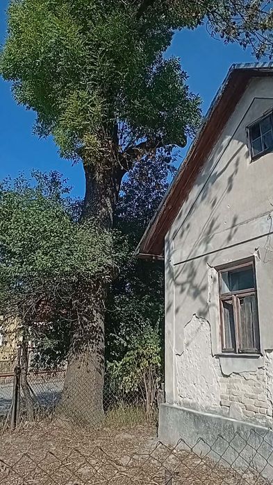 Ясен дерево безкоштовно