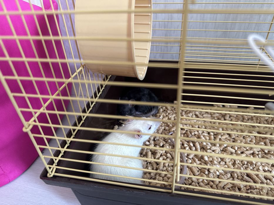 Віддам бесплатно