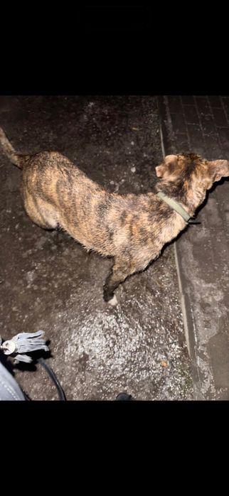 Нашли ( видели ) собаку с ошейником