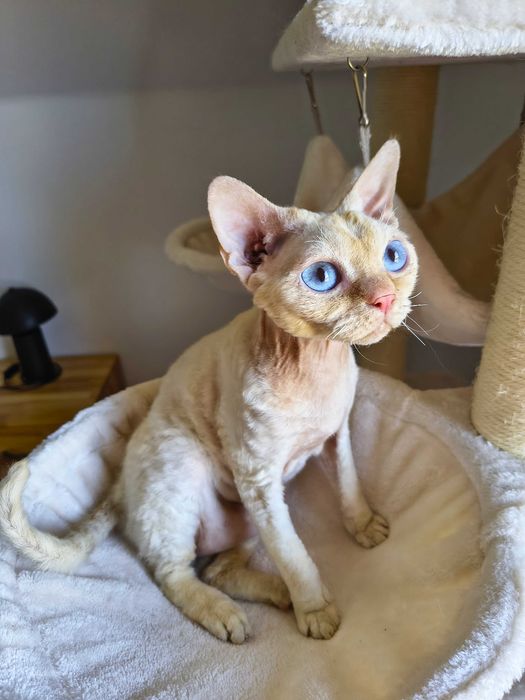 Cudowny kocurek Devon Rex
