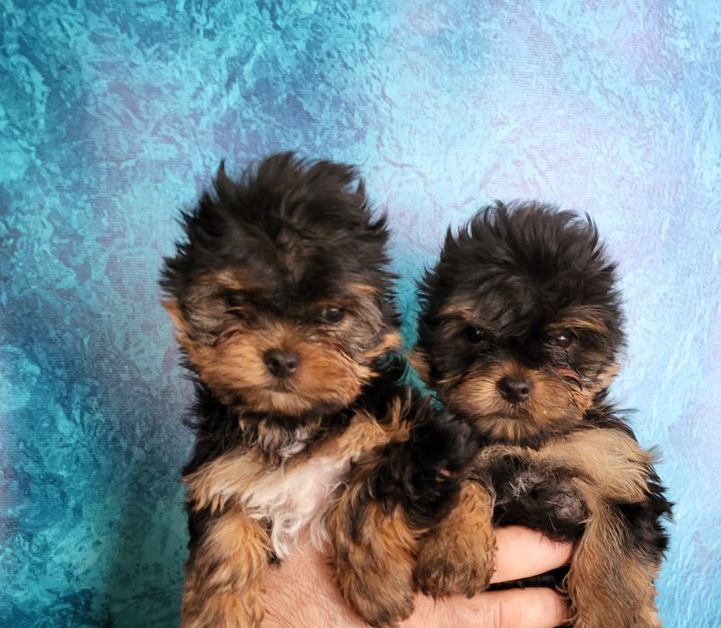 Йоркширський тер'єра