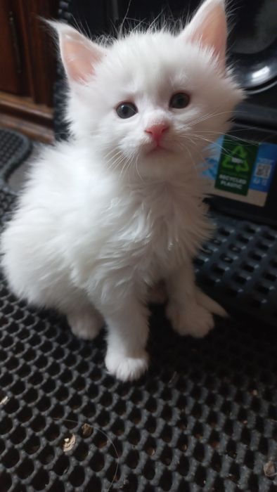 Kocurek Maine Coon WCF
