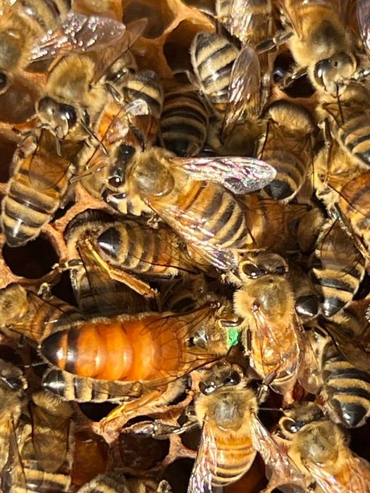 Матки Бакфаст В-200