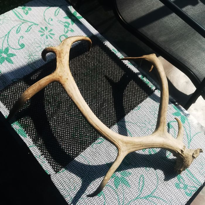 Продам олений рог