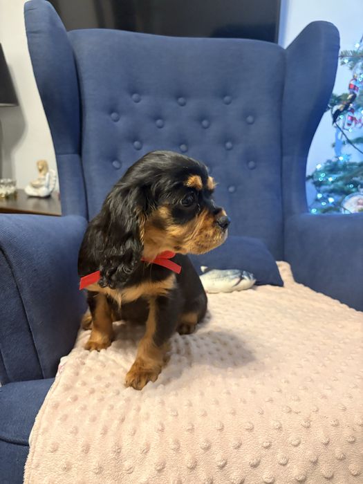 Cavalier King Charles Spaniel suczka.