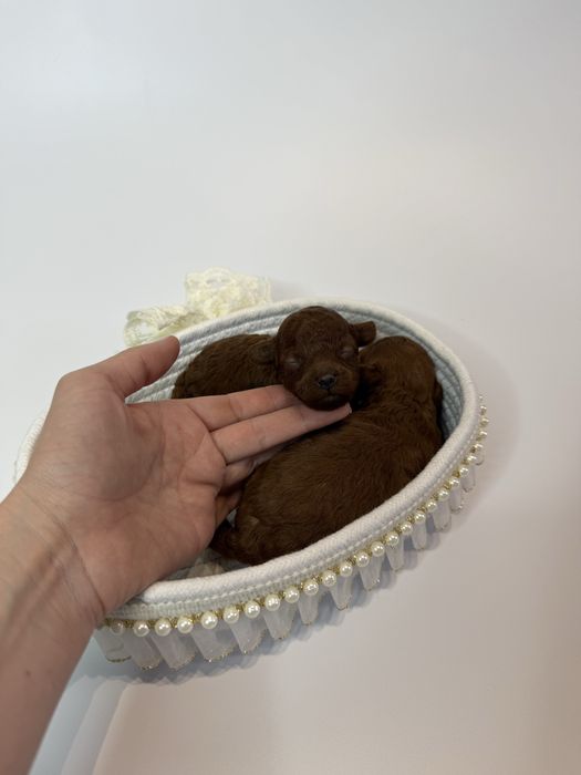 Toy pudel teacup