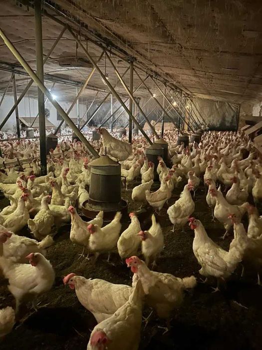 Kury lohmann Sandy od 5 zł 30zł Messa 30zł  z jakiem dowóz od 20 sztuk