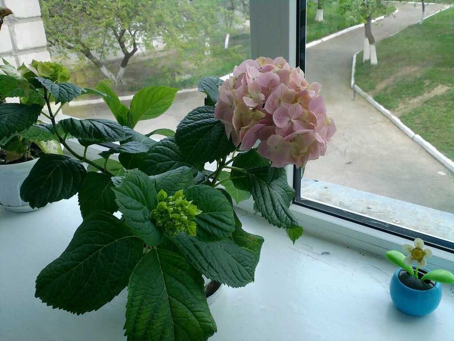 Гортензія рожева кімнатна