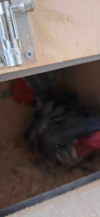 Casal de Papagaios cinzentos de rabo vermelho