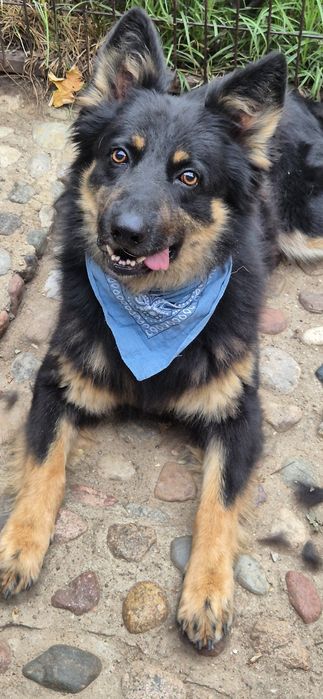 Piesek okolo 3 lata