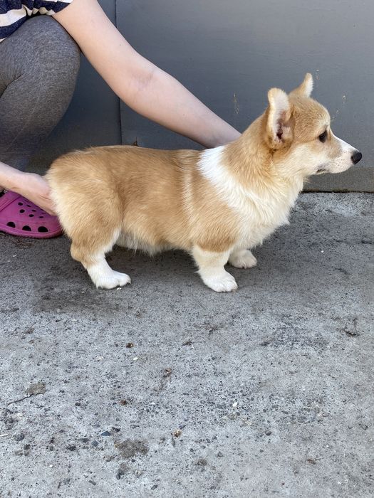 Вельш-корги (мальчики и девочки)