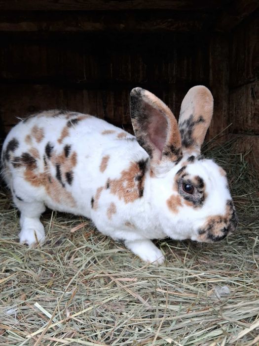 Króliki hodowlane