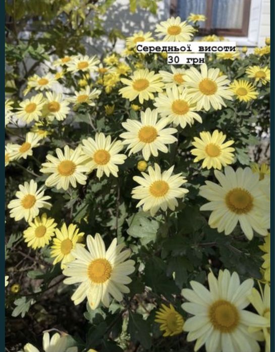 Хризантеми різних видів