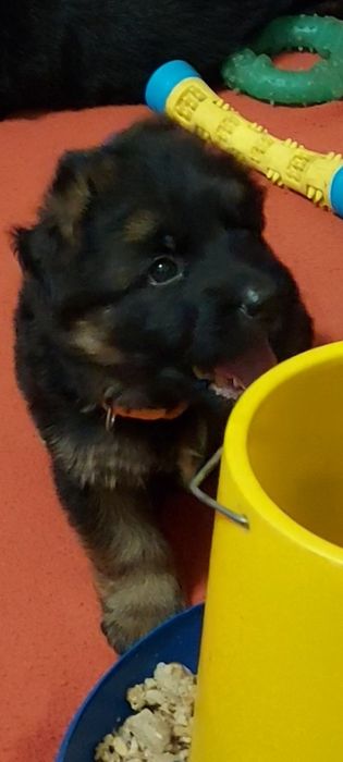 Німецька вівчарка