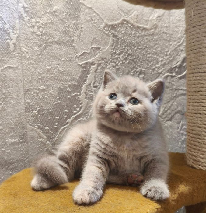 Продам британських котят