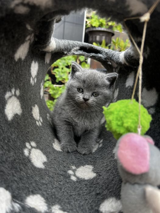 Британські котинятка