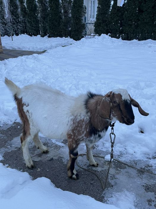 Продам цапка Англо-нубійця