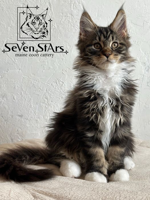 Мейн-кун котята от 2 месяцев | БРОНИРОВАНИЕ | UA*Seven Stars