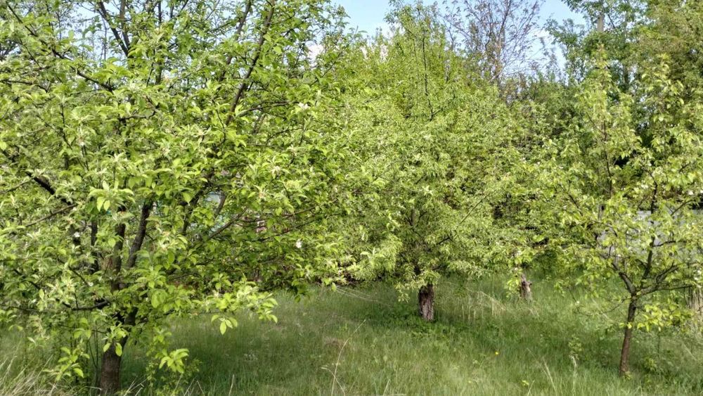 Продам реальний дачний уч-к, Передмістя, Миколаївка(Приват+кадастр)