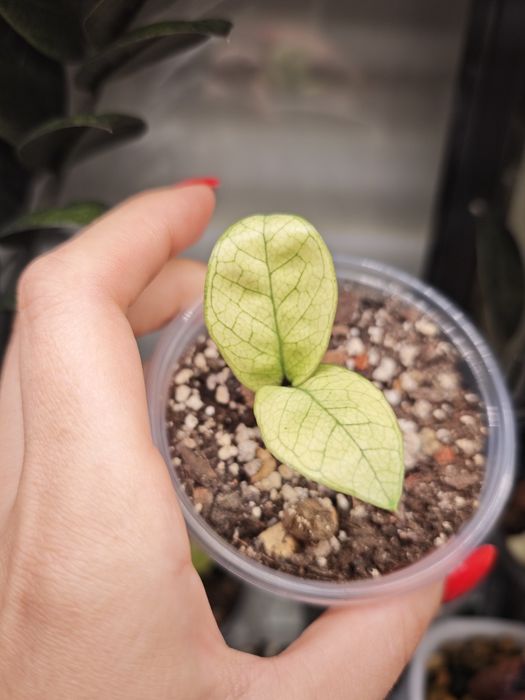 Zamioculcas Zenzi Akebono