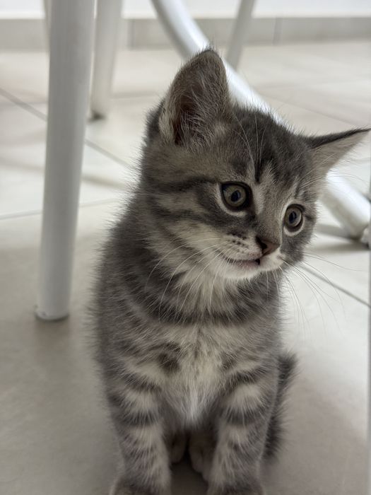 Котенята британці