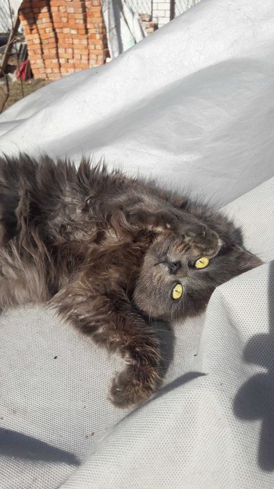 Попиляста кішка 6 міс