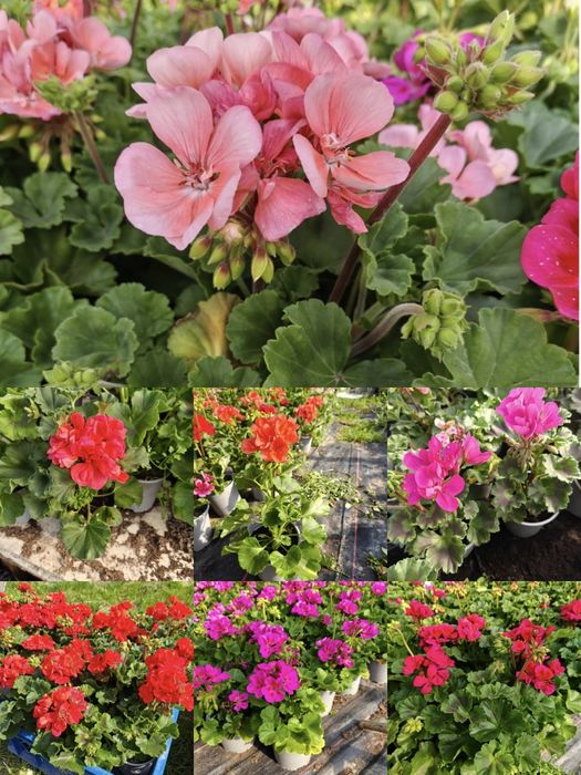 Sadzonki kwiatów pelargonia surfinia i wiele innych