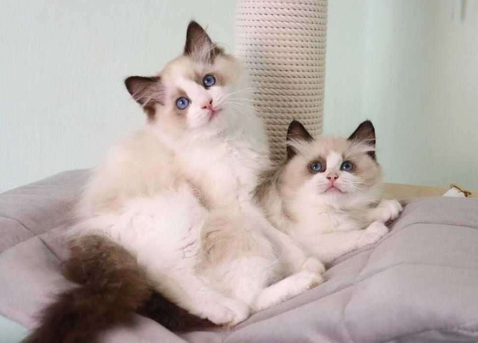 Ragdoll //Регдолл— це не просто порода, це стиль життя