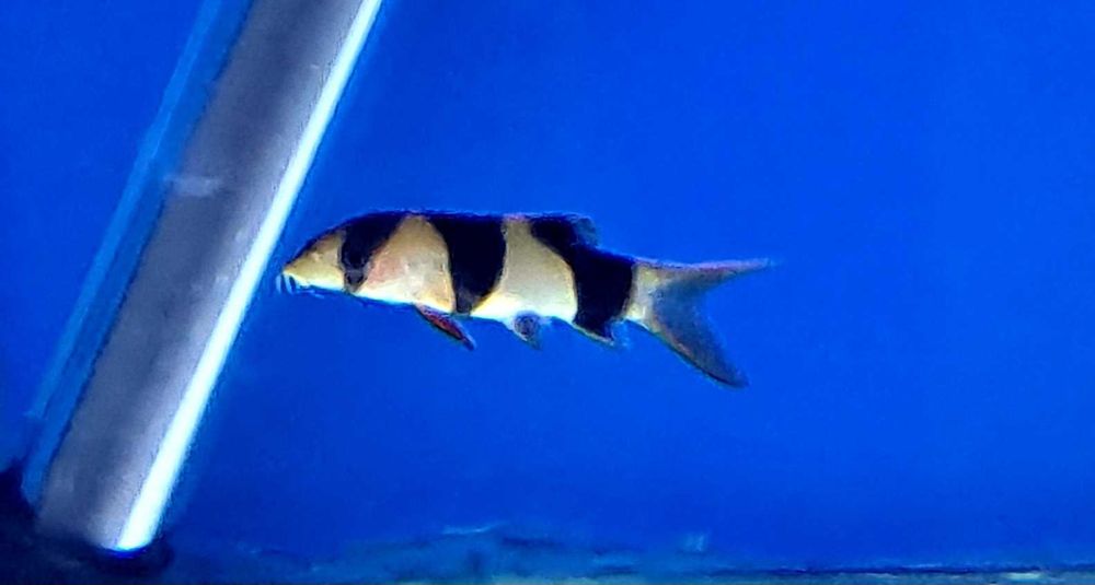 Bocja wspaniała - sklep zoologiczny Pawik.pl Głogów Młp.