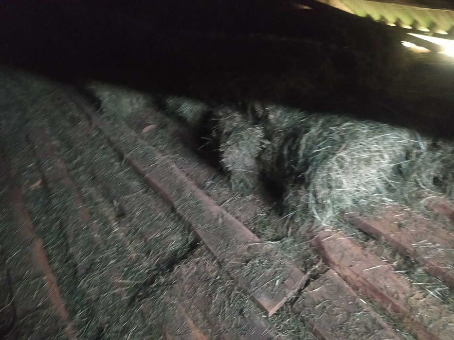 Siano w kostkach 100 szt