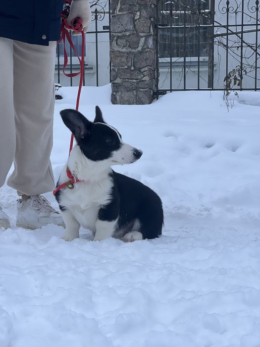 Вельш коргі кардіган, хлопчик, КСУ