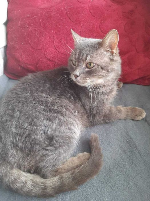 Гарний кіт у добрі руки