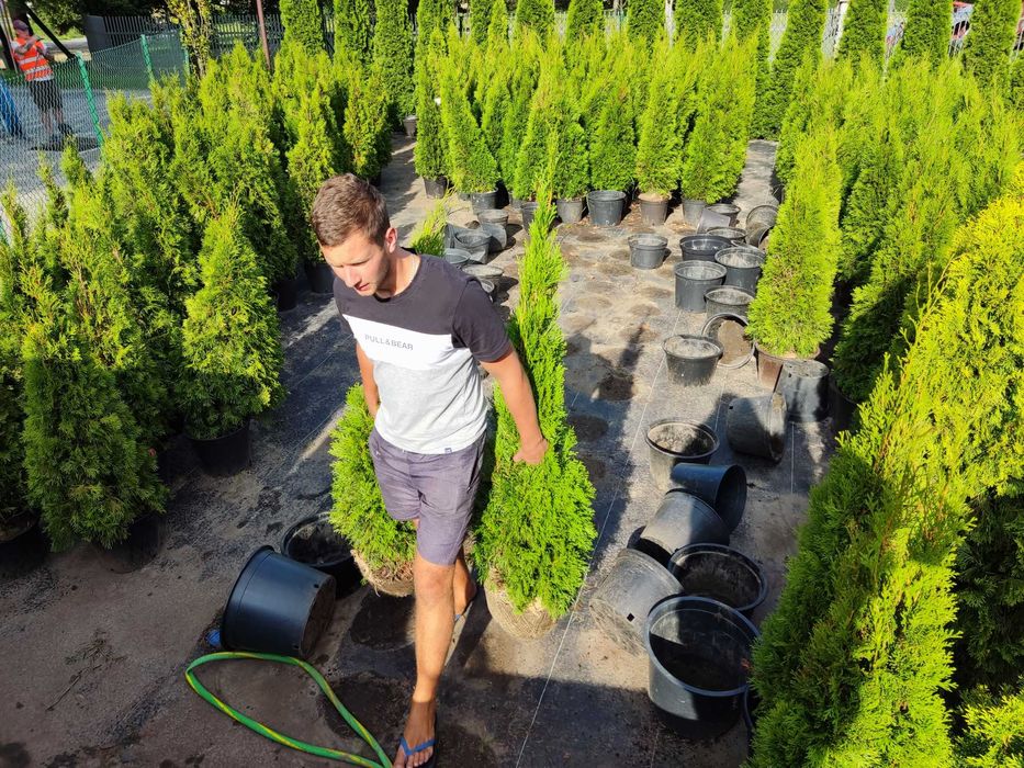 Tuje Szmaragd 1,2m 1,6m 1,8m ,2m 2,2 m dostawa GRATIS , Sadzimy !