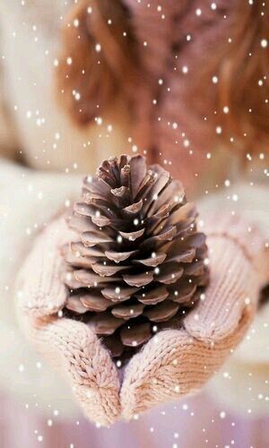 Шишки сосновые купить отборные крупные сухие для декора