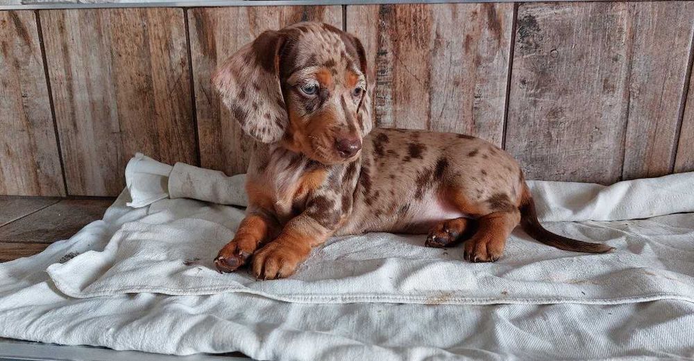Teckel chocolate merle