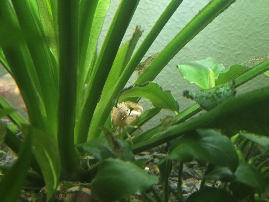 Kraby mekong sprzedam lub zamienię