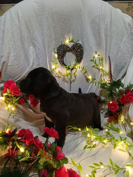 Продам  цуценя Кане-Корсо