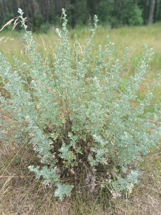 Bylica piołun suszona 100g