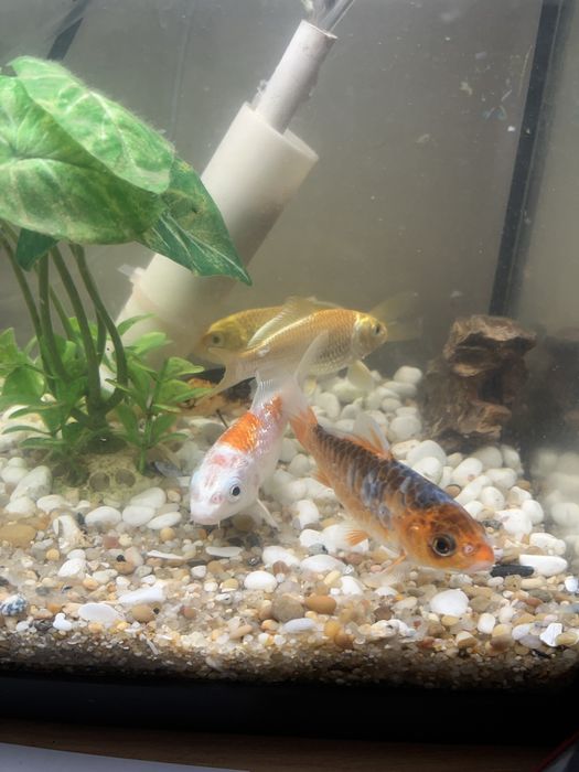 Carpas de Koi, excelente genética