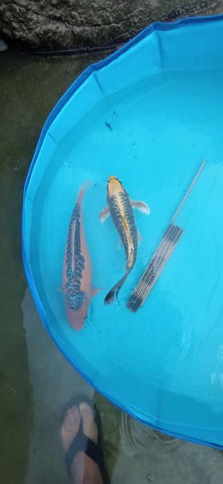 Peixe Carpas koi