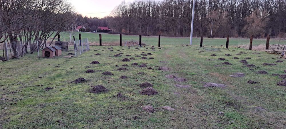 Zwalczanie Pluskiew, Karaluchów, Prusaków, Szczurów, Odgrzybianie