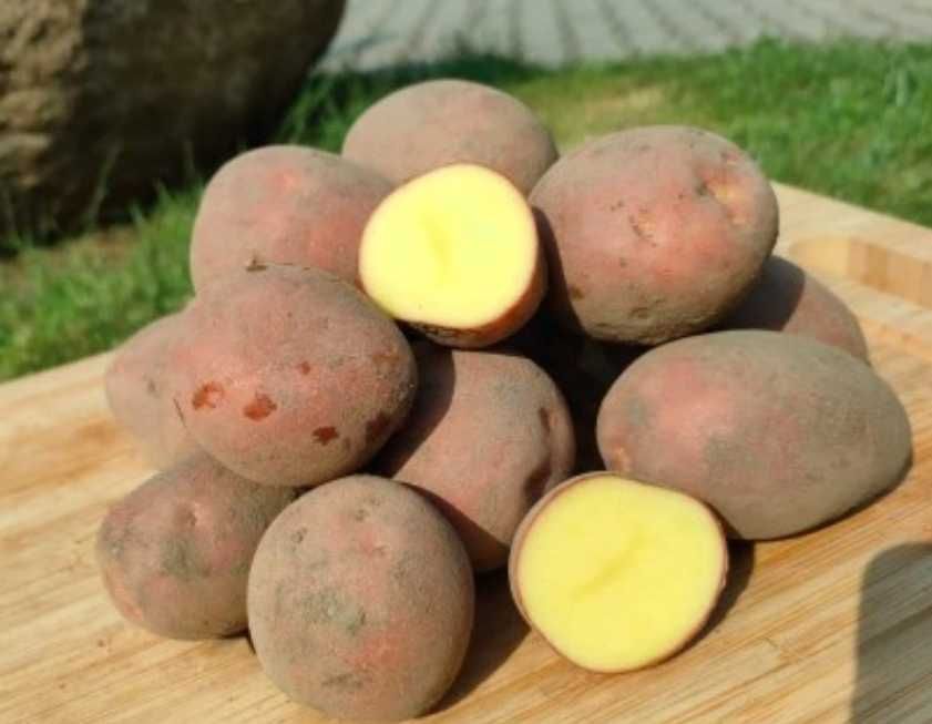 Ziemniaki jadalne 0.90 gr